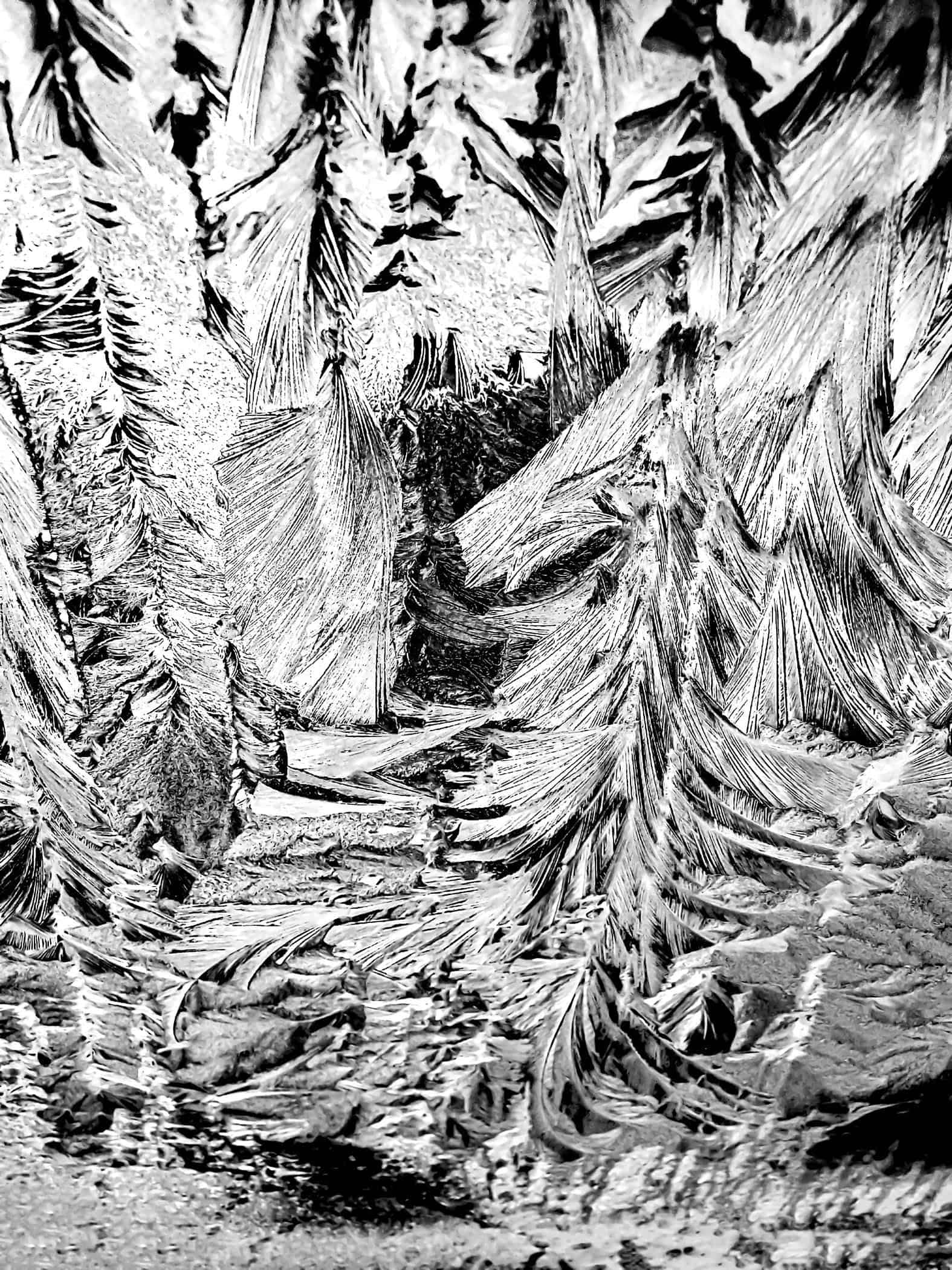 A picture of detailed snowflake crystals.